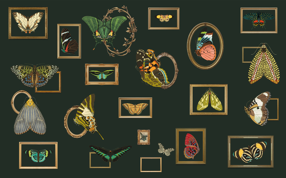 Collection of framed butterfly and insect illustrations on a dark background
