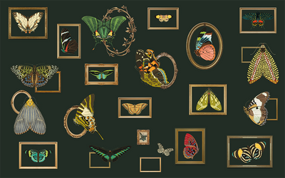 Collection of framed butterfly and insect illustrations on a dark background