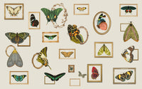 Museum Wall – JA1041B