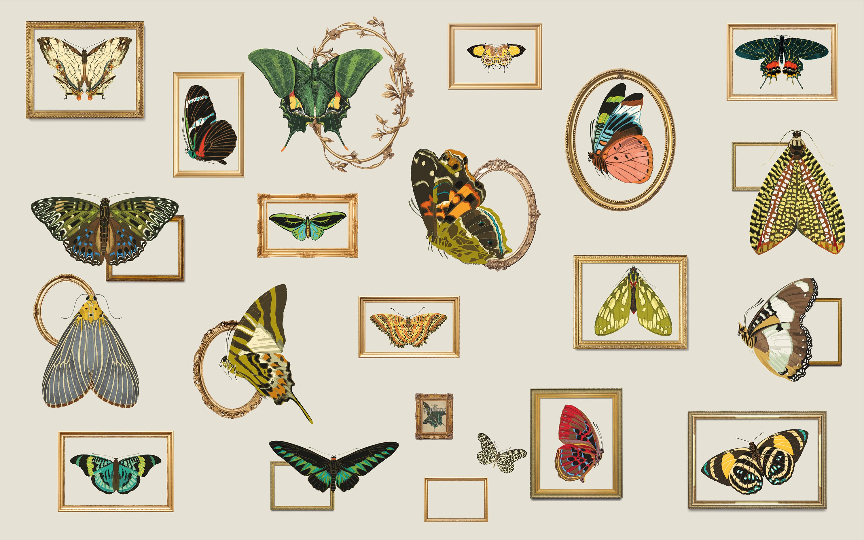 Collection of framed butterfly illustrations on a beige background