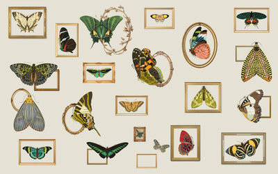 Collection of framed butterfly illustrations on a beige background