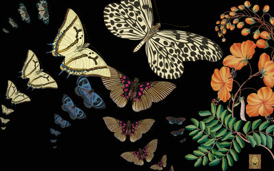 Butterflies and flowers on a black background