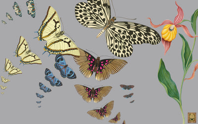 Illustration of various butterflies and flowers on a gray background