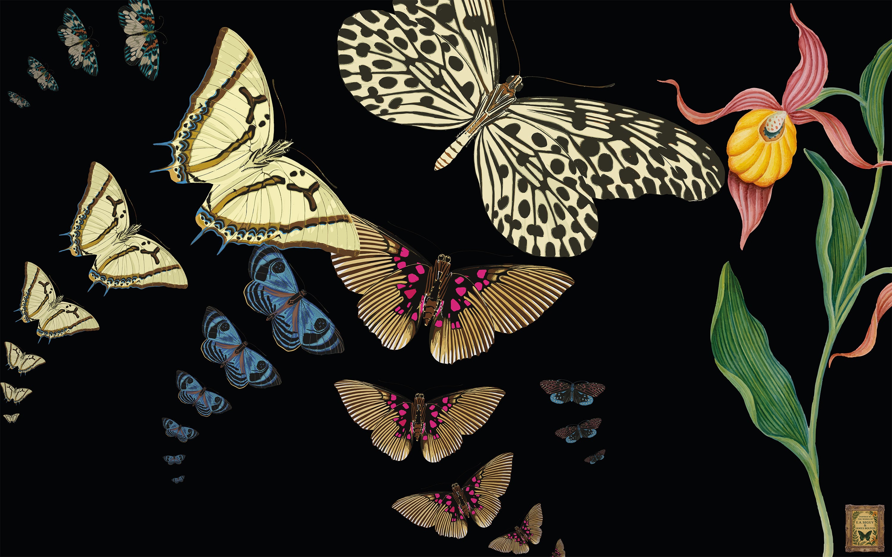 Illustration of butterflies and flowers on a black background